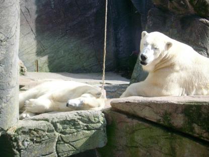 Polar bears in Copenhagen Zoo