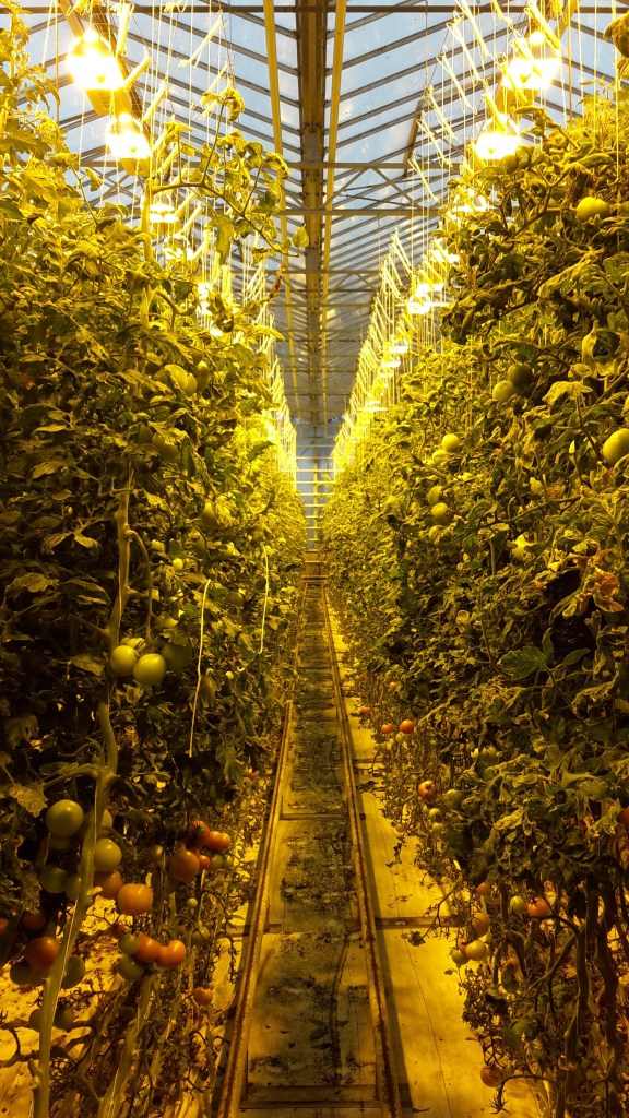 Friðheimar greenhouse in Iceland