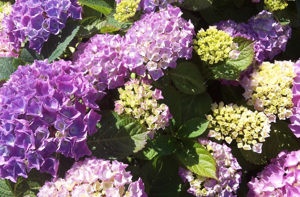 Hydrangeas in a garden in Brighton
