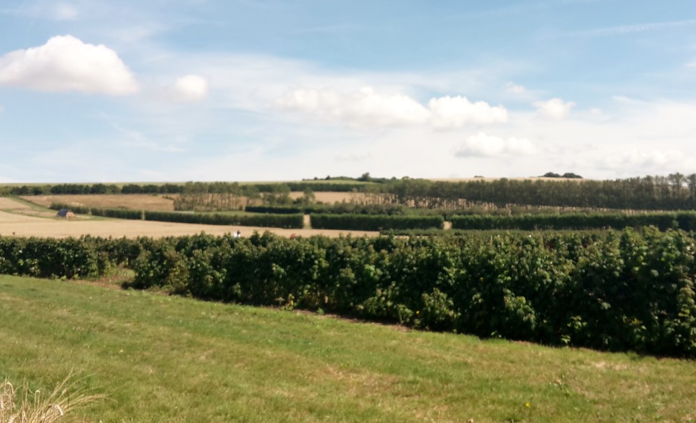Roundstone Pick-Your-Own farm, West Sussex