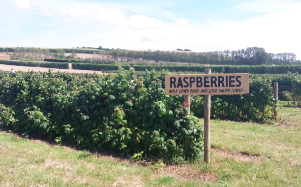 Roundstone Pick-Your-Own farm, West Sussex
