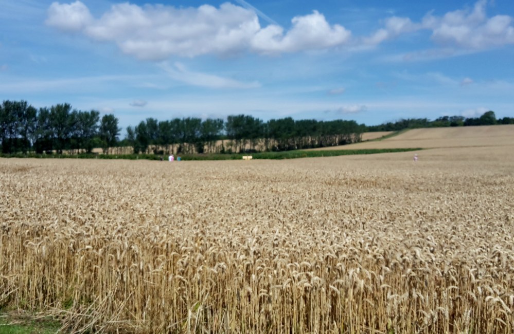Roundstone Pick-Your-Own farm, West Sussex
