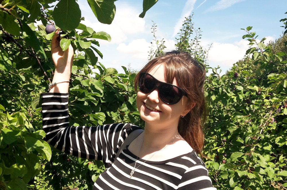 Kayleigh picking plums at Roundstone Pick-Your-Own farm, West Sussex