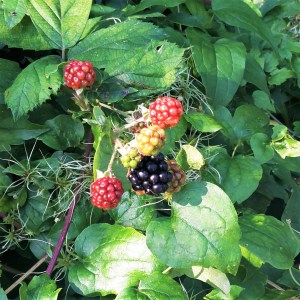 Blackberries in Preston Park, Brighton