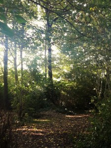 Preston Park, Brighton