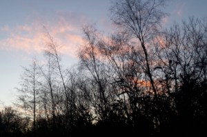 Pink clouds and a winter sky behind trees at Sevenoaks Wildlife Reserve in winter