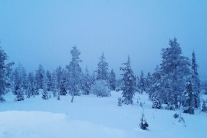 Snowy woodland in Pallas in Finnish Lapland